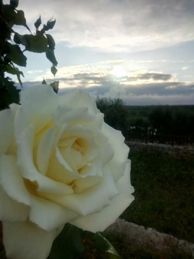 Farm stay Monte Adamo Conversano